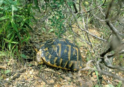 Testudo hermanni hermanni – Italienische Landschildkröte