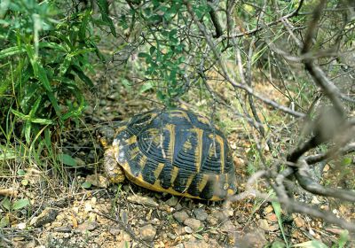 Italienische Landschildkröte, Testudo hermanni hermanni, – © Victor Loehr