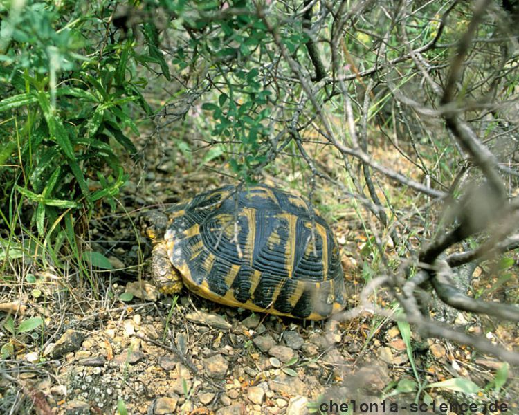 Italienische Landschildkröte, Testudo hermanni hermanni, Fundort: Catalunya, Spain – © Victor Loehr Italienische Landschildkröte, Testudo hermanni hermanni, Fundort: Catalunya, Spain – © Victor Loehr