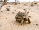 Ägyptische Landschildkröte, Testudo kleinmanni, – © Basim Rabia