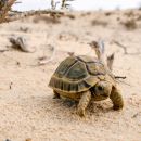 Ägyptische Landschildkröte, Testudo kleinmanni, – © Basim Rabia