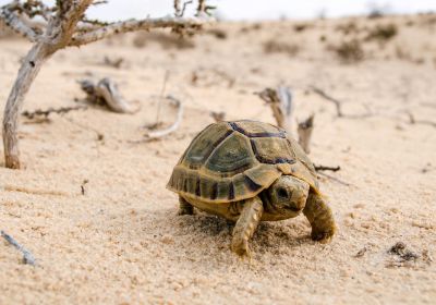 Ägyptische Landschildkröte, Testudo kleinmanni, – © Basim Rabia