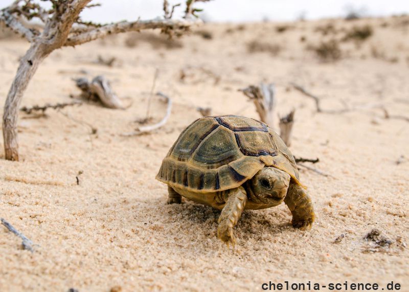 Ägyptische Landschildkröte, Testudo kleinmanni, – © Basim Rabia Ägyptische Landschildkröte, Testudo kleinmanni, – © Basim Rabia