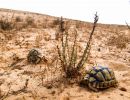 Ägyptische Landschildkröte, Testudo kleinmanni, – © Basim Rabia