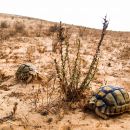 Ägyptische Landschildkröte, Testudo kleinmanni, – © Basim Rabia