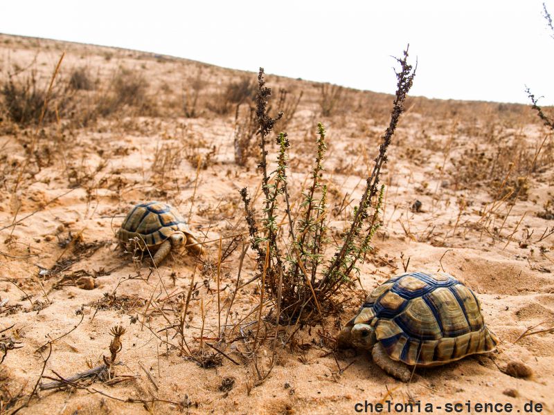 Ägyptische Landschildkröte, Testudo kleinmanni, – © Basim Rabia Ägyptische Landschildkröte, Testudo kleinmanni, – © Basim Rabia