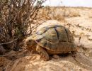 Ägyptische Landschildkröte, Testudo kleinmanni, – © Basim Rabia