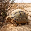 Ägyptische Landschildkröte, Testudo kleinmanni, – © Basim Rabia