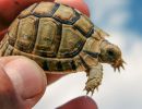 Ägyptische Landschildkröte, Testudo kleinmanni, – © Basim Rabia