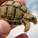 Ägyptische Landschildkröte, Testudo kleinmanni, – © Basim Rabia