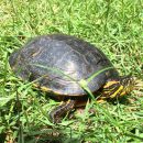 Maranhao-Schmuckschildkröte, Trachemys adiutrix, – © Kleber Cuhna