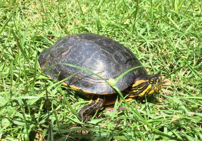 Maranhao-Schmuckschildkröte, Trachemys adiutrix, – © Kleber Cuhna