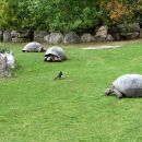 Aldabra-Riesenschildkröte, Aldabrachelys gigantea, – © Hans-Jürgen Bidmon