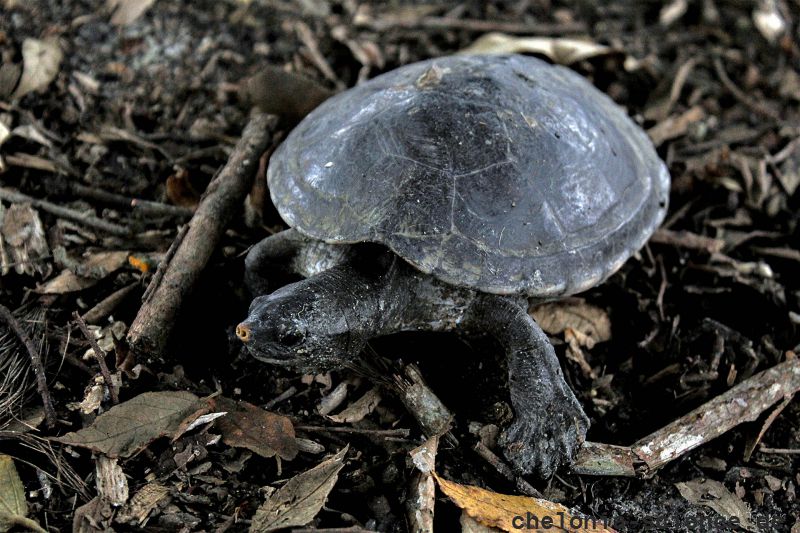 Tabascoschildkröte, Dermatemys mawii, – © Yanel Tovar de la Cruz Tabascoschildkröte, Dermatemys mawii, – © Yanel Tovar de la Cruz