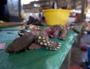 Iquitos-Fleischmarkt, Chelonoidis denticulata, – © Fernando Carniel Machado