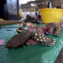 Iquitos-Fleischmarkt, Chelonoidis denticulata, – © Fernando Carniel Machado