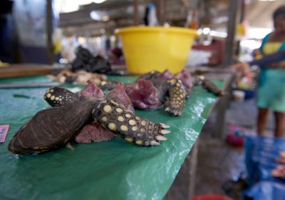 Der Iquitos-Fleischmarkt in Peru, hier eine zerlegte Waldschildkröte, Chelonoidis denticulata. – © Fernando Carniel Machado