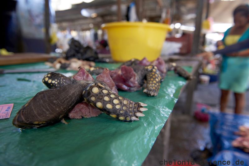 Iquitos-Fleischmarkt, Chelonoidis denticulata, – © Fernando Carniel Machado Iquitos-Fleischmarkt, Chelonoidis denticulata, – © Fernando Carniel Machado