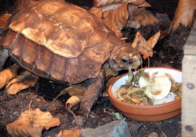 Stachelrand-Gelenkschildkröte, Kinixys erosa, – © John Zoran