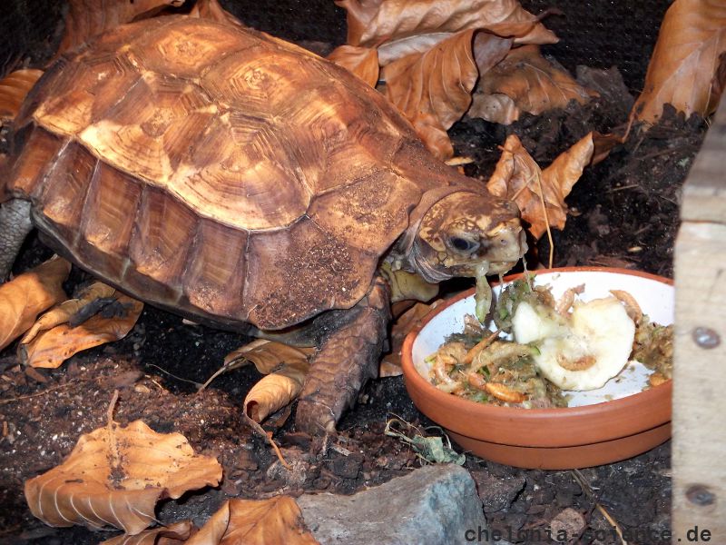 Stachelrand-Gelenkschildkröte, Kinixys erosa, – © John Zoran Stachelrand-Gelenkschildkröte, Kinixys erosa, – © John Zoran