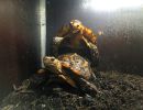 Stachelrand-Gelenkschildkröte, Kinixys erosa, Kopulation im Terrarium – © John Zoran