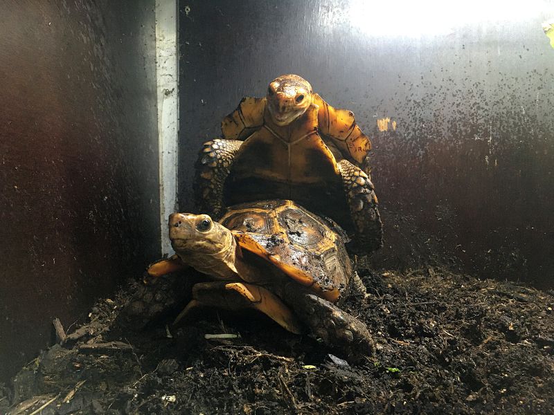 Stachelrand-Gelenkschildkröte, Kinixys erosa, Kopulation im Terrarium – © John Zoran Stachelrand-Gelenkschildkröte, Kinixys erosa, Kopulation im Terrarium – © John Zoran