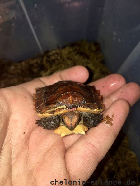 Stachelrand-Gelenkschildkröte, Kinixys erosa, ein Schlüpfling– © John Zoran Stachelrand-Gelenkschildkröte, Kinixys erosa, ein Schlüpfling– © John Zoran