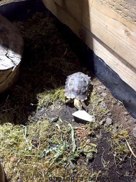 Stachelrand-Gelenkschildkröte, Kinixys erosa, ein Jungtier knabbert an einer Sepia – © John Zoran Stachelrand-Gelenkschildkröte, Kinixys erosa, ein Jungtier knabbert an einer Sepia – © John Zoran