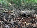 Natal-Gelenkschildkröte, Kinixys natalensis, – © John Zoran