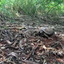 Natal-Gelenkschildkröte, Kinixys natalensis, – © John Zoran