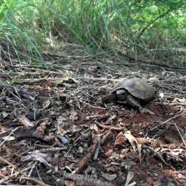Natal-Gelenkschildkröte, Kinixys natalensis, – © John Zoran Natal-Gelenkschildkröte, Kinixys natalensis, – © John Zoran