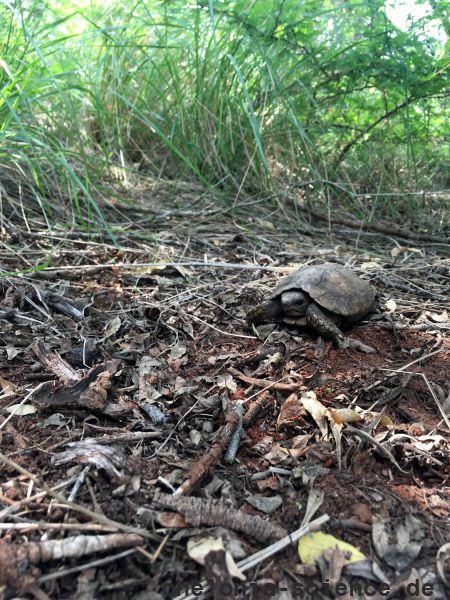Natal-Gelenkschildkröte, Kinixys natalensis, – © John Zoran Natal-Gelenkschildkröte, Kinixys natalensis, – © John Zoran