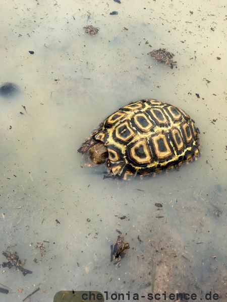Natal-Gelenkschildkröte, Kinixys natalensis, – © John Zoran Natal-Gelenkschildkröte, Kinixys natalensis, – © John Zoran