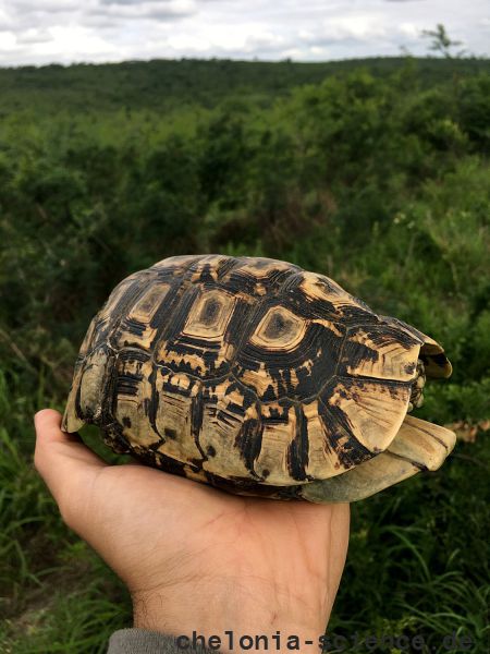 Südostafrikanische Gelenkschildkröte, Kinixys zombensis, – © John Zoran Südostafrikanische Gelenkschildkröte, Kinixys zombensis, – © John Zoran
