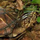 Chiapas-Klappschildkröte, Kinosternon scorpioides abaxillare, – © Eduardo Reyes-Grajales