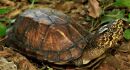 Chiapas-Klappschildkr&ouml;te, Kinosternon scorpioides abaxillare, &ndash; &copy; Eduardo Reyes-Grajales