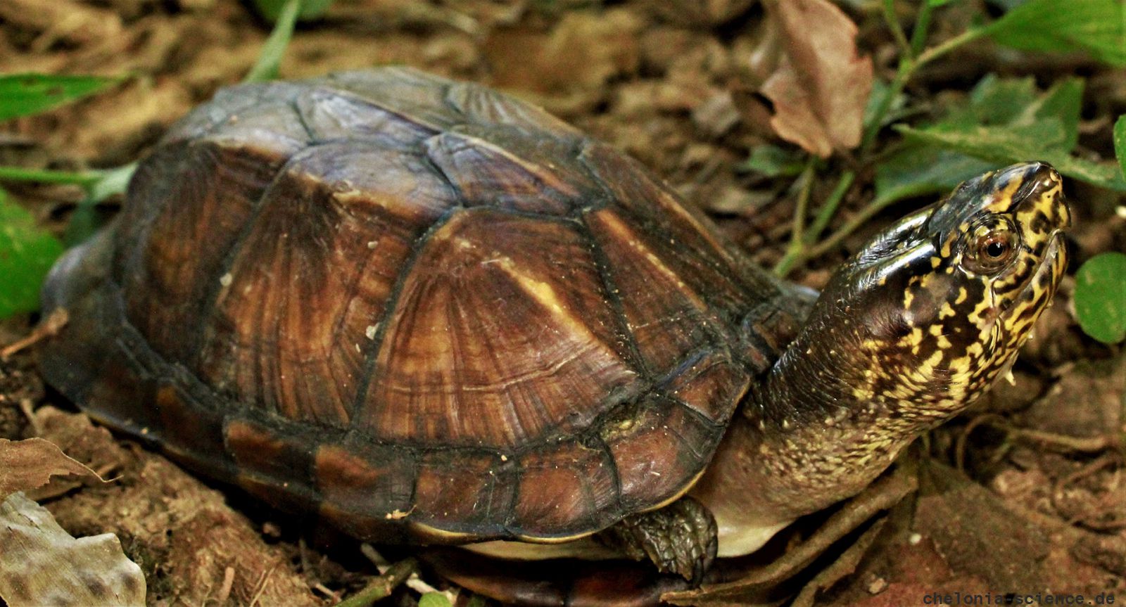 Chiapas-Klappschildkröte, Kinosternon scorpioides abaxillare, – © Eduardo Reyes-Grajales