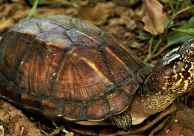 Kinosternon scorpioides abaxillare – Chiapas-Klappschildkröte