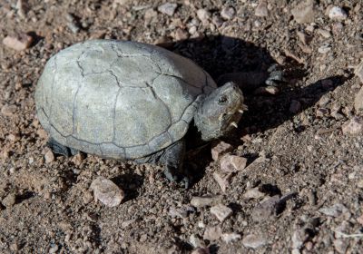 Kinosternon sonoriense – Sonora-Klappschildkröte