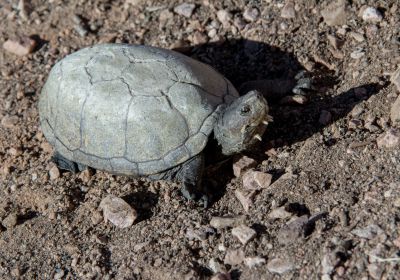 Sonora-Schlammschildkröte, Kinosternon sonoriense, – © Stephan Ettmar