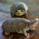 Vallarta-Schlammschildkröte, Kinosternon vogti, – © Marco A. López-Luna