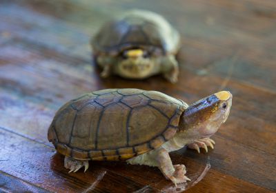 Vallarta-Schlammschildkröte, Kinosternon vogti, – © Marco A. López-Luna