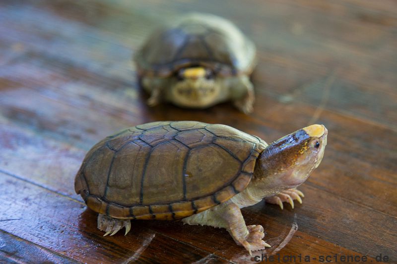 Vallarta-Schlammschildkröte, Kinosternon vogti, – © Marco A. López-Luna Vallarta-Schlammschildkröte, Kinosternon vogti, – © Marco A. López-Luna