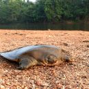 Cantors Riesen-Weichschildkröte, Pelochelys cantorii, – © Ayushi Jain