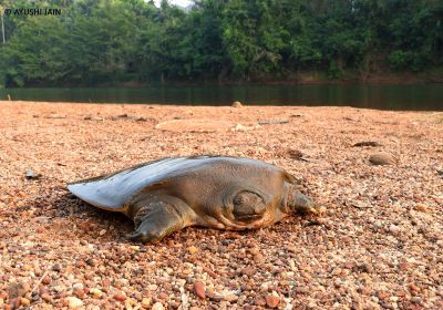 Cantors Riesen-Weichschildkröte, Pelochelys cantorii, – © Ayushi Jain