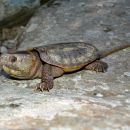 Großkopfschildkröte, Platysternon megacephalum, aus dem Diaoluoshan Naturreservat – © Fanrong Xiao Großkopfschildkröte, Platysternon megacephalum, aus dem Diaoluoshan Naturreservat – © Fanrong Xiao