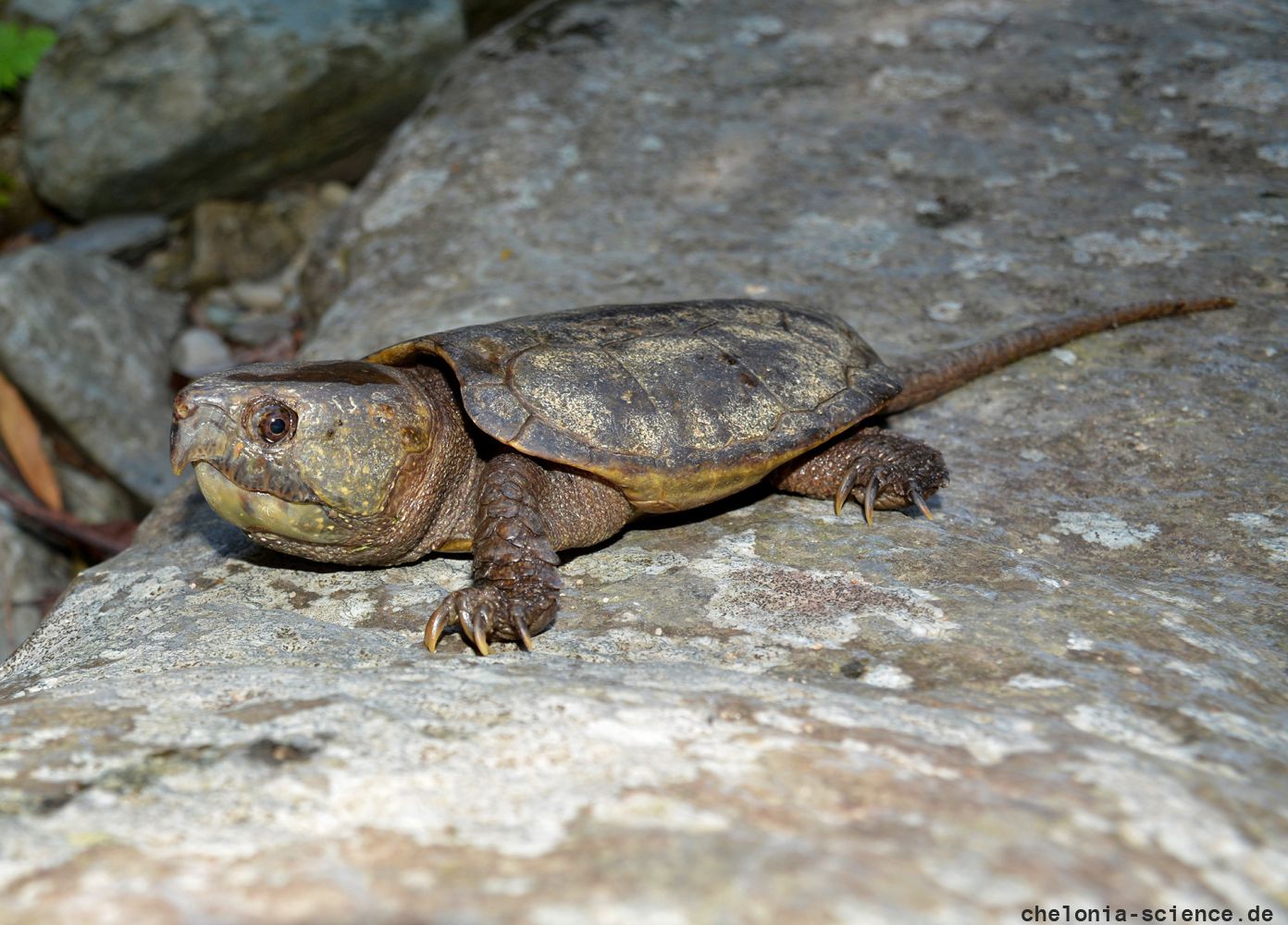 Großkopfschildkröte, Platysternon megacephalum, aus dem Diaoluoshan Naturreservat – © Fanrong Xiao