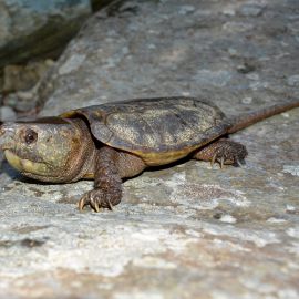 Großkopfschildkröte, Platysternon megacephalum, aus dem Diaoluoshan Naturreservat – © Fanrong Xiao