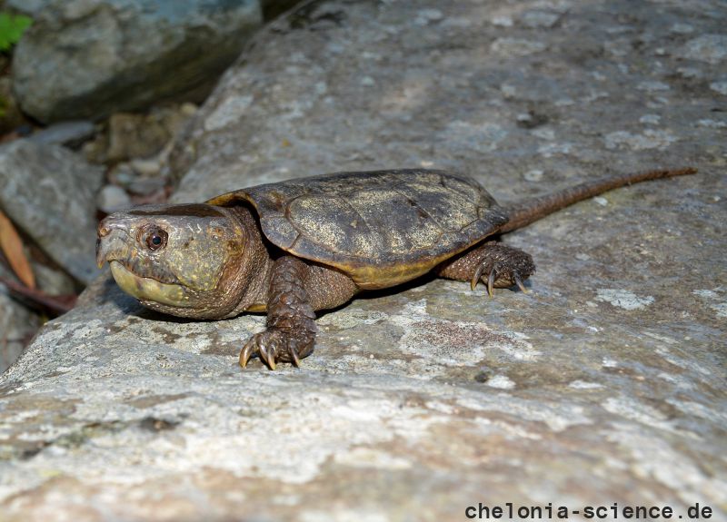 Großkopfschildkröte, Platysternon megacephalum, aus dem Diaoluoshan Naturreservat – © Fanrong Xiao Großkopfschildkröte, Platysternon megacephalum, aus dem Diaoluoshan Naturreservat – © Fanrong Xiao