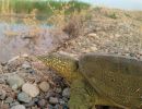 Euphrat-Weichschildkröte, Rafetus euphraticus, aus der Türkei– © Yusuf Bayrakci